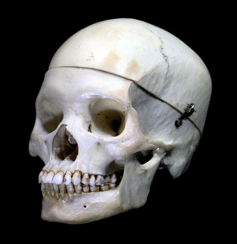 Female Human Skull - Paxton Gate