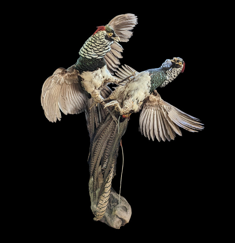 Fighting Lady Amherst Pheasants Taxidermy Mount - Paxton Gate