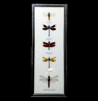 Five Riker Mounted Dragonflies-Insects-World Buyers-PaxtonGate