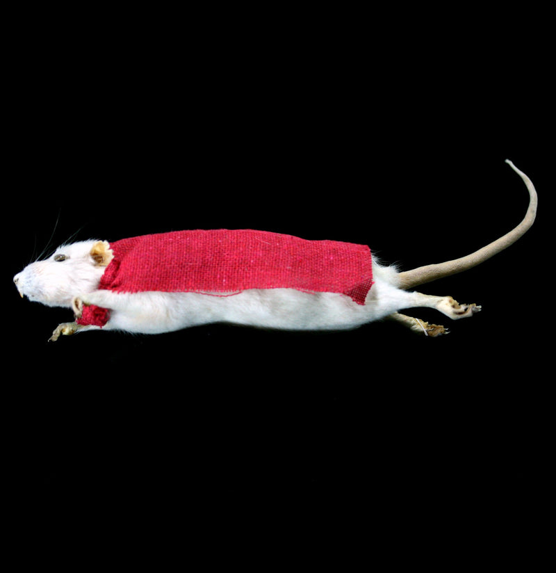 Flying Super Rat Taxidermy - Paxton Gate