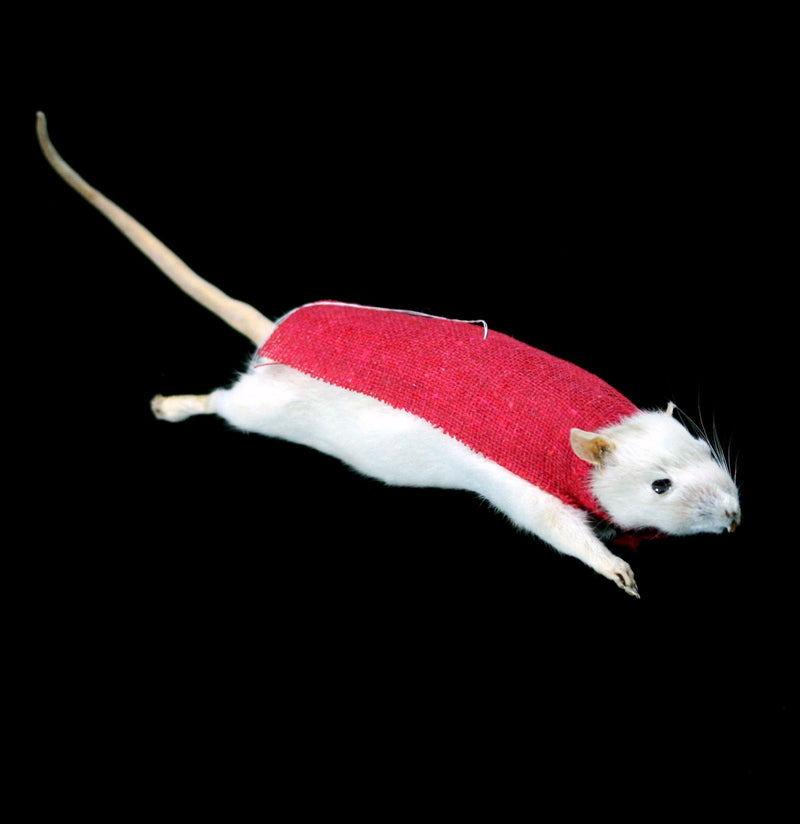 Flying Super Rat Taxidermy - Paxton Gate