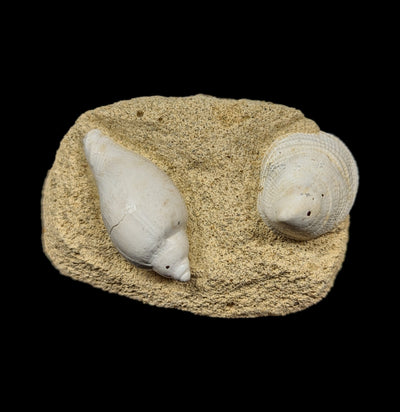 Fossil Gastropods In Reconstructed Matrix-Fossils-British Jurassic Fossils-PaxtonGate