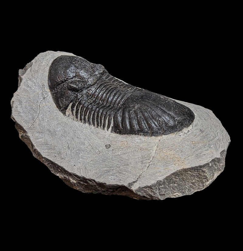 Fossil Trilobite Paralajurus in Matrix-Fossils-Moussa-PaxtonGate