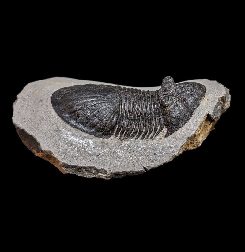 Fossil Trilobite Paralajurus in Matrix-Fossils-Moussa-PaxtonGate