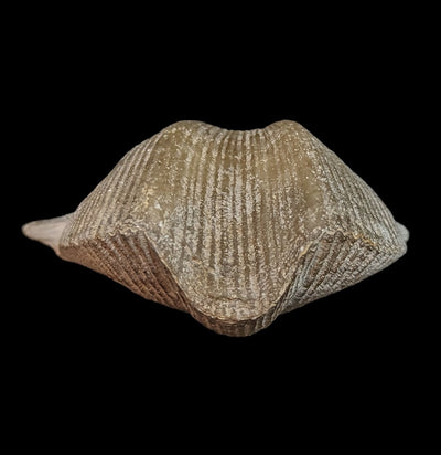 Fossilized Brachiopod-Fossils-Geonica, Inc.-PaxtonGate