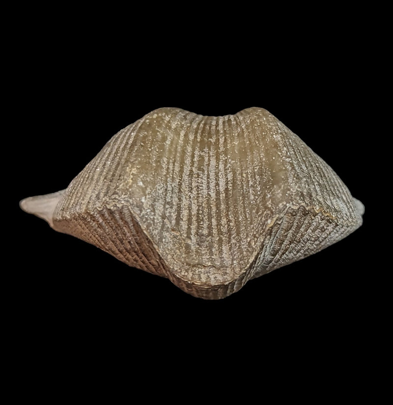 Fossilized Brachiopod-Fossils-Geonica, Inc.-PaxtonGate