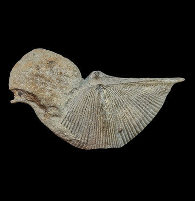 Fossilized Brachiopod-Fossils-Geonica, Inc.-PaxtonGate