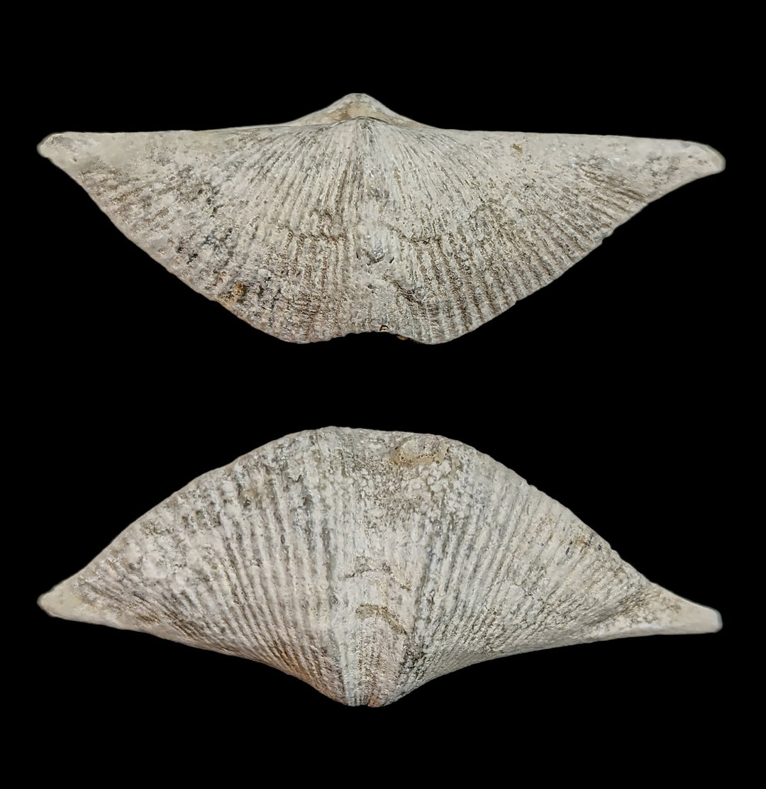 Fossilized-Brachiopod_1080x.
