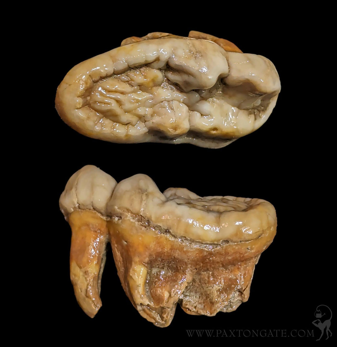 Fossilized Cave Bear Molar For Sale | Paxton Gate