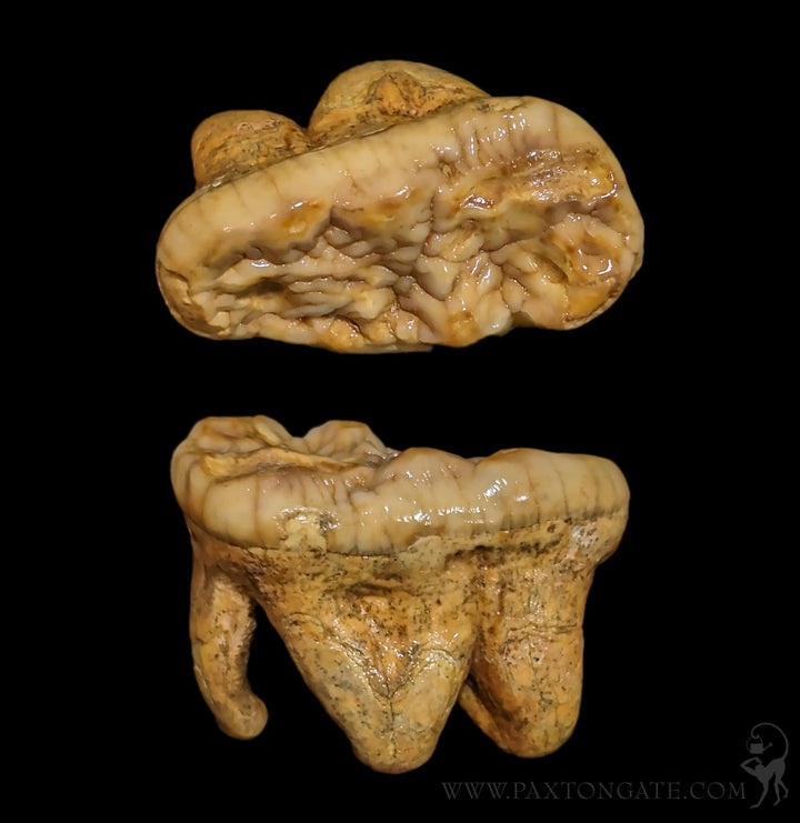 マンモス化石　博物館級　upper molar with M2 マンモス化石 博物館級 upper molar with M2