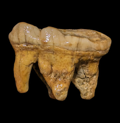 Fossilized Cave Bear Molar-Fossils-Nord Fossil-PaxtonGate