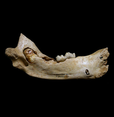 Fossilized Juvenile Cave Bear Lower Jaw - Paxton Gate