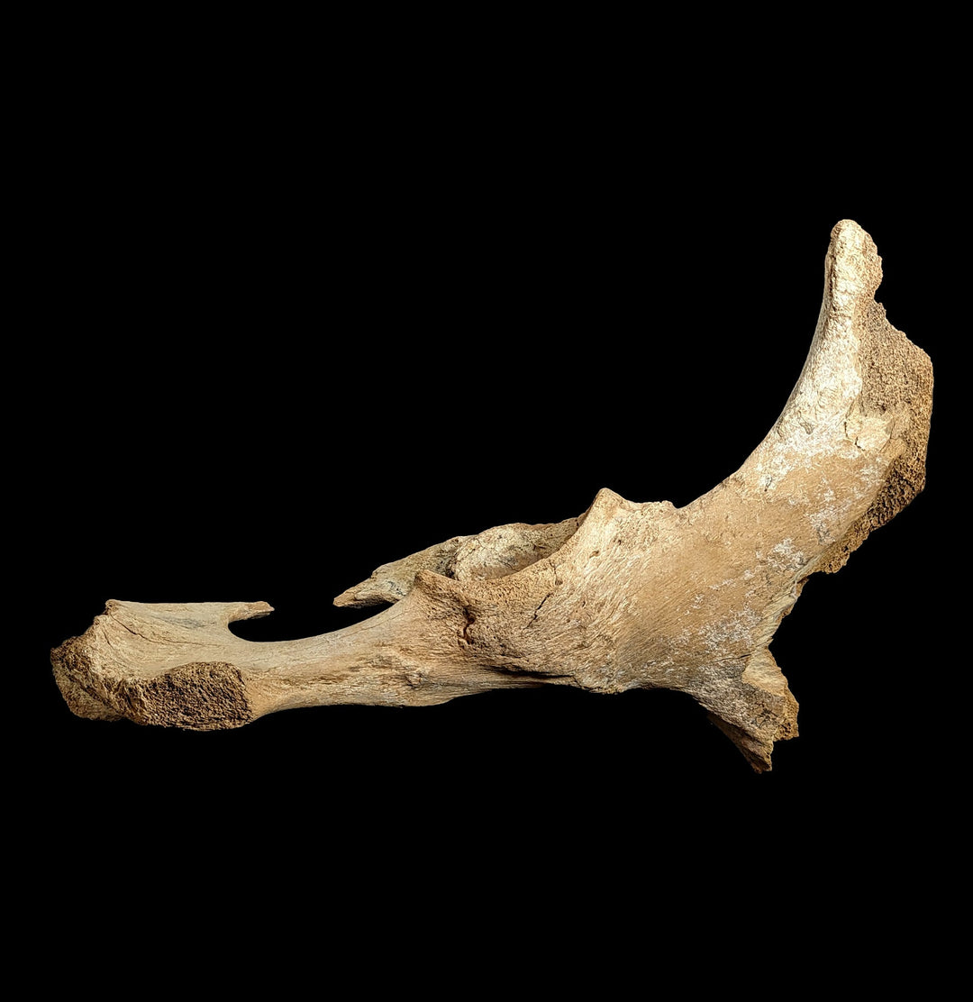 Fossilized Woolly Mammoth Pelvic Bone For Sale | Paxton Gate