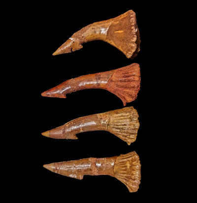 Sawfish Barb Fossil-Fossils-Sahara Overland-PaxtonGate