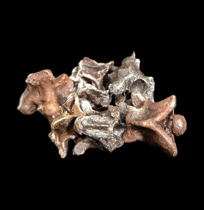 Fossilized Snake Vertebra-Fossils-Fossils Online-PaxtonGate