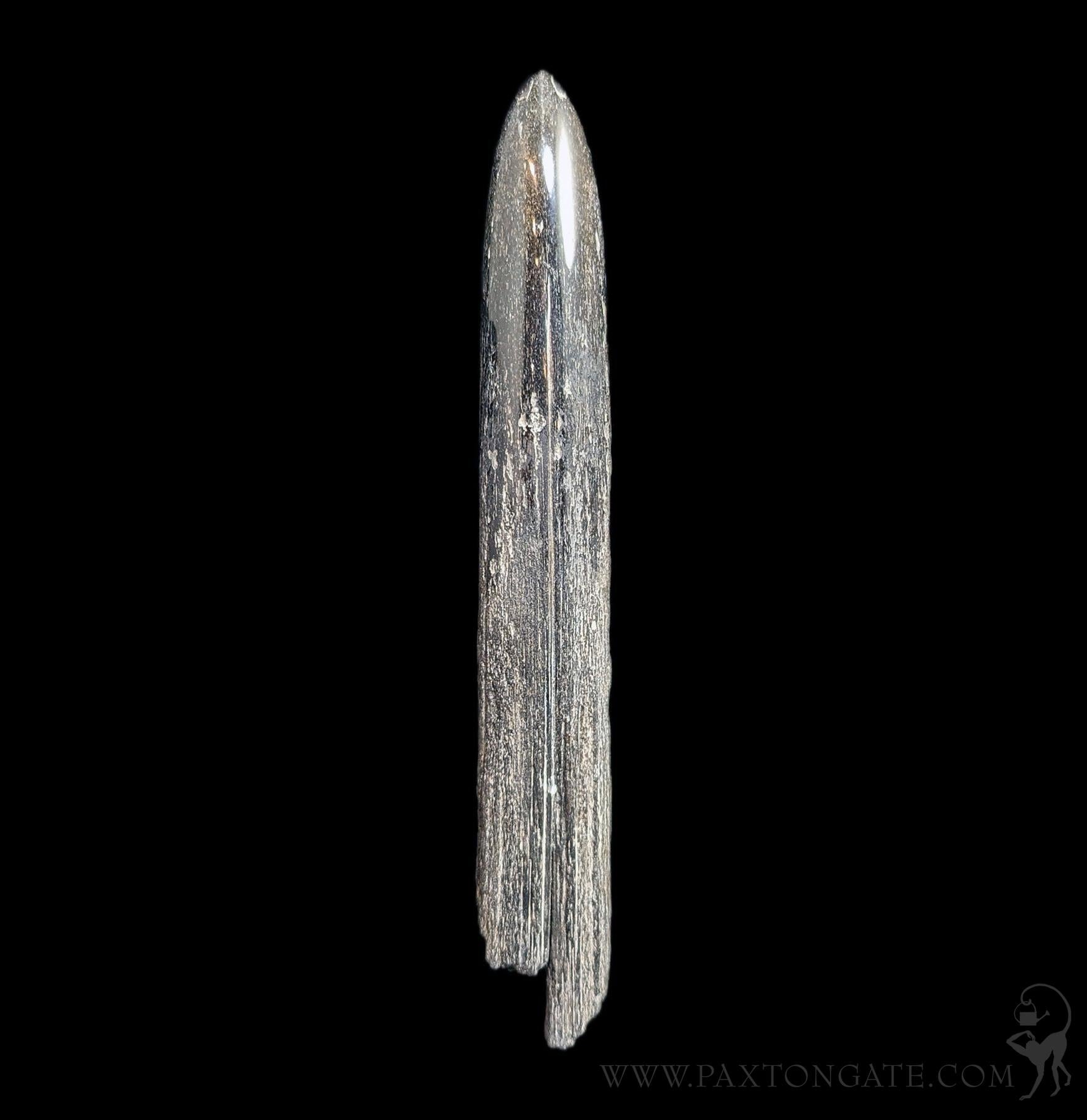 Fossilized Swordfish Rostrum Specimen #1 – Paxton Gate