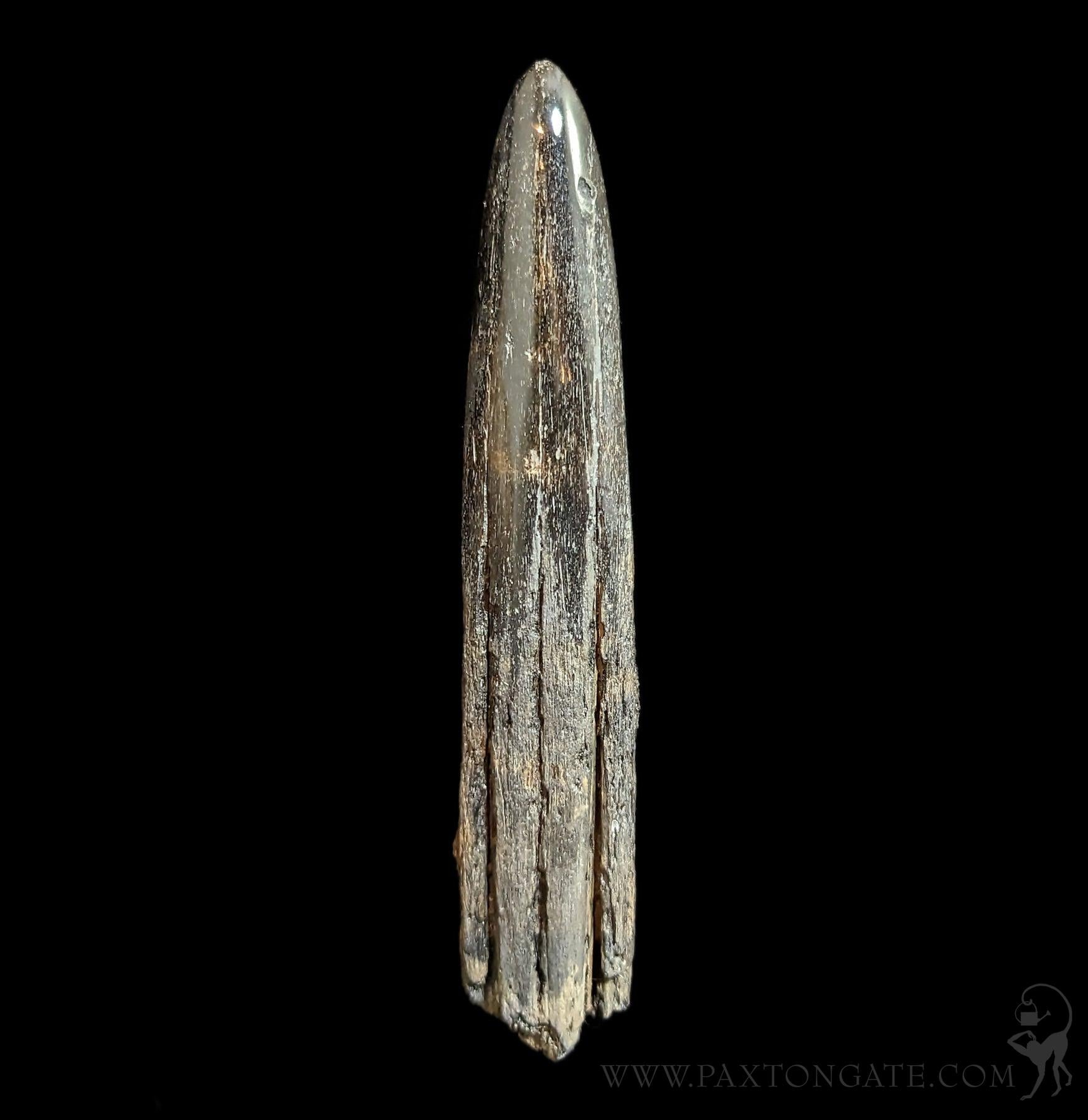 Fossilized Swordfish Rostrum Specimen #7 – Paxton Gate