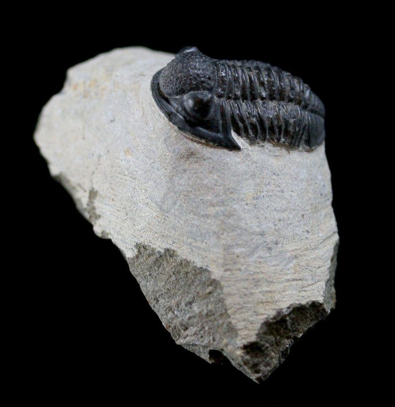 Fossilized Trilobite Gerastos - Paxton Gate