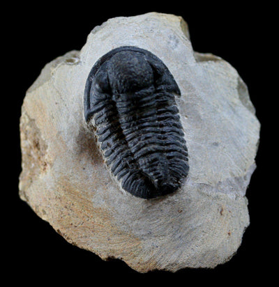 Fossilized Trilobite Gerastos - Paxton Gate