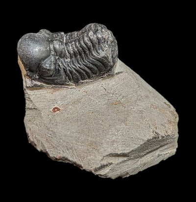 Fossilized Trilobite Gerastos-Fossils-Moussa-PaxtonGate