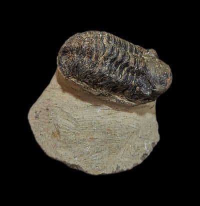 Fossilized Trilobite Gerastos-Fossils-Moussa-PaxtonGate