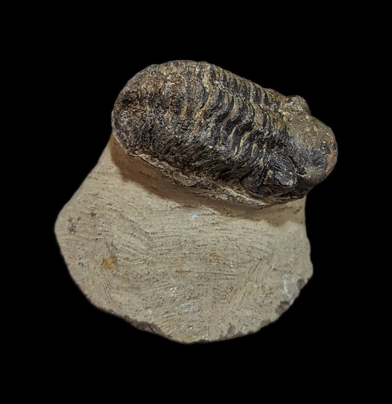 Fossilized Trilobite Gerastos-Fossils-Moussa-PaxtonGate