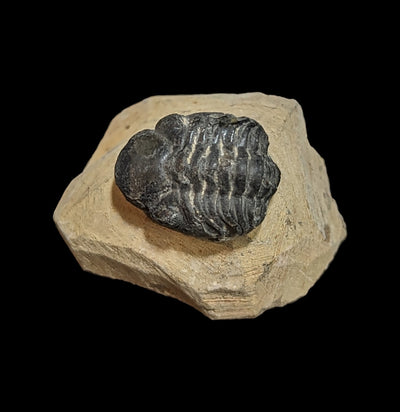 Fossilized Trilobite Gerastos-Fossils-Moussa-PaxtonGate