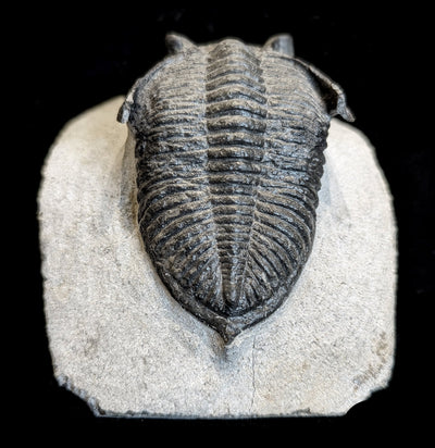 Fossilized Trilobite Odontochile In Matrix - Paxton Gate