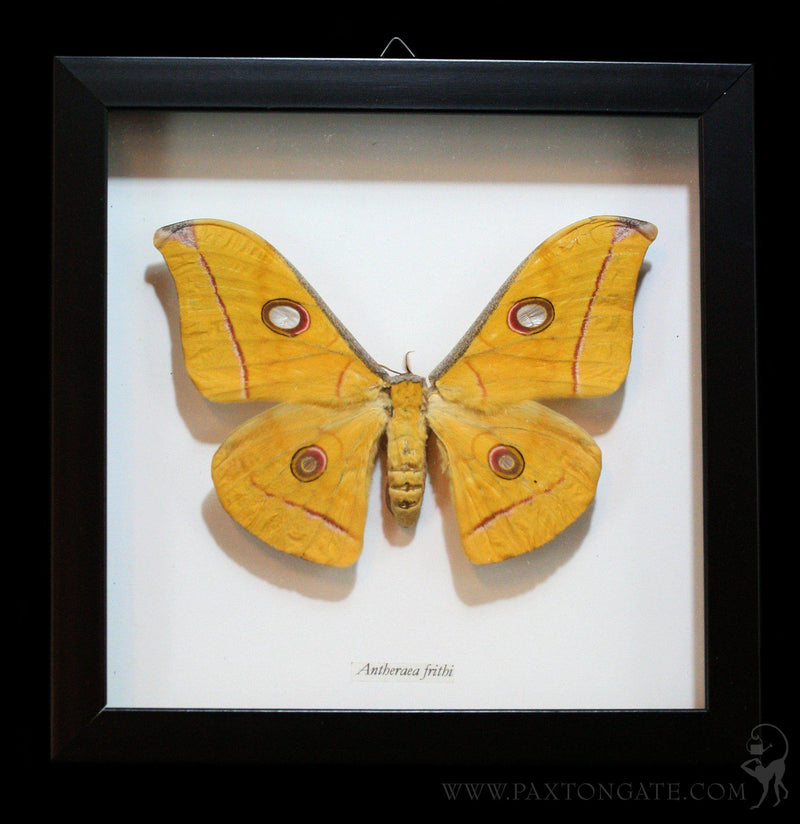 Framed Antheraea Frithi Moth in Shadowbox Frame - Paxton Gate