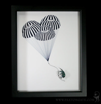 Beetle parachute Flight Diorama-Insects-Bug Under Glass-PaxtonGate