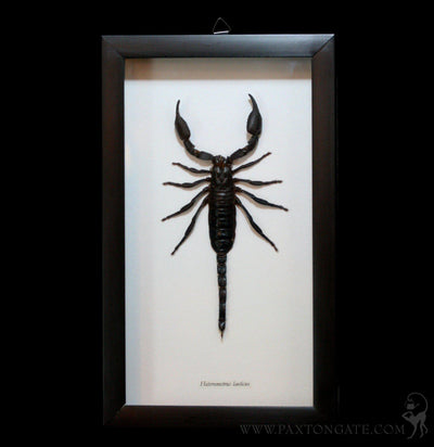 Framed Heterometrus Laoticus Scorpion - Paxton Gate
