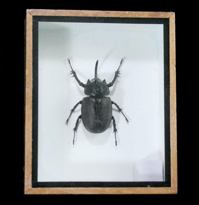 Framed Rabbit Head Beetle - Paxton Gate