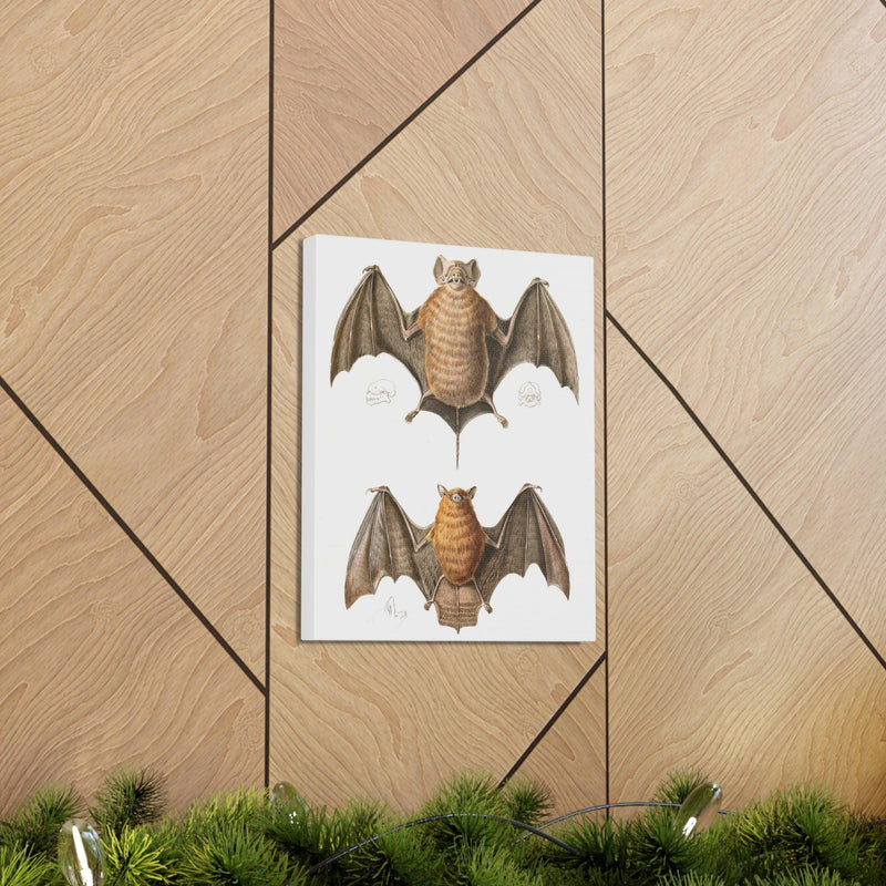 Free Tailed Bats Illustration Canvas Gallery Wraps-Canvas-Printify-PaxtonGate