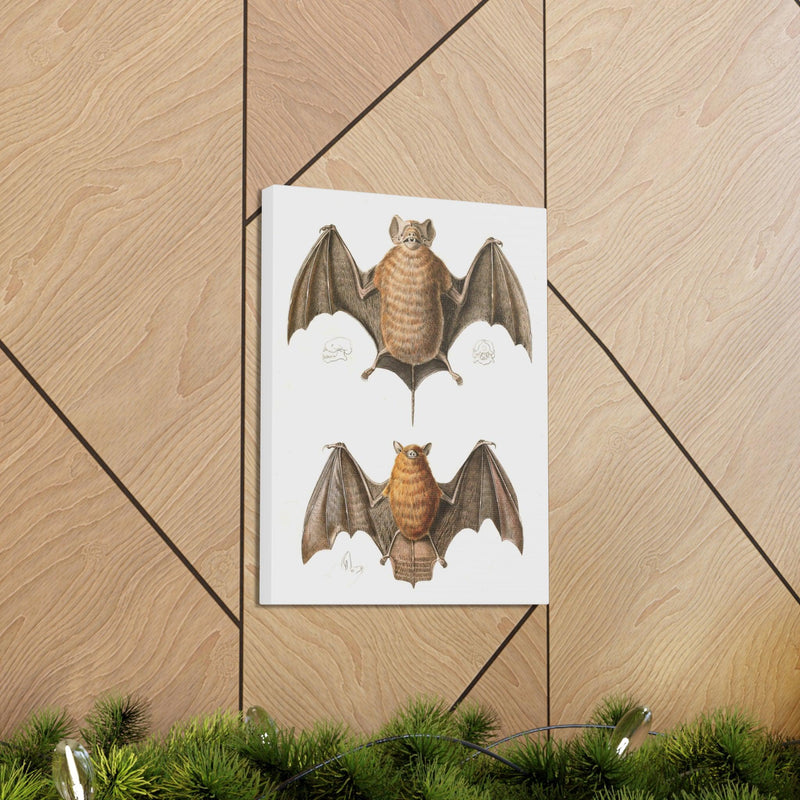 Free Tailed Bats Illustration Canvas Gallery Wraps-Canvas-Printify-PaxtonGate