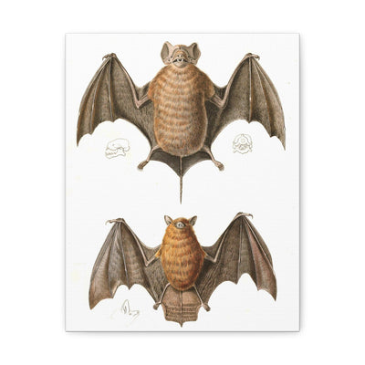 Free Tailed Bats Illustration Canvas Gallery Wraps-Canvas-Printify-PaxtonGate