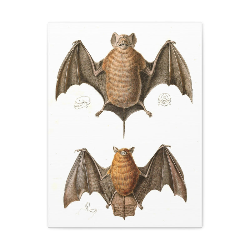 Free Tailed Bats Illustration Canvas Gallery Wraps-Canvas-Printify-PaxtonGate