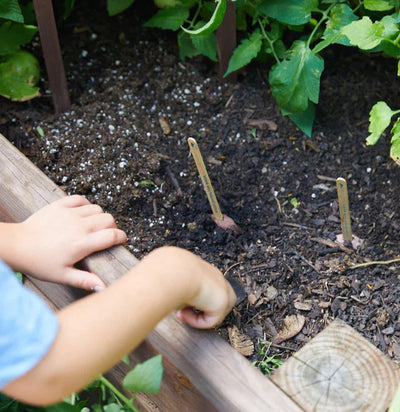 Garden Seed Pop-Seeds-Modern Sprout-PaxtonGate