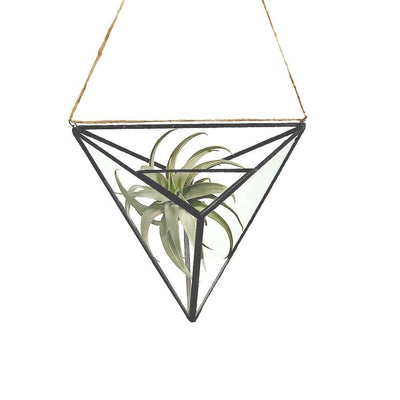 Geo Hanging Terrarium - Paxton Gate