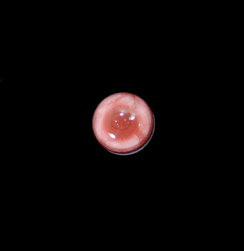 Glass Albino Raccoon Taxidermy Eye-Taxidermy-McKenzie Taxidermy Supply-PaxtonGate