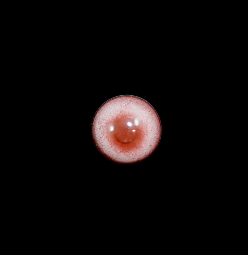 Glass Albino Raccoon Taxidermy Eye - Paxton Gate