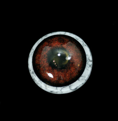Glass Bear Taxidermy Eye-Taxidermy-McKenzie Taxidermy Supply-PaxtonGate