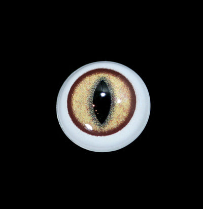 Glass Bobcat Taxidermy Eye-Taxidermy-McKenzie Taxidermy Supply-PaxtonGate