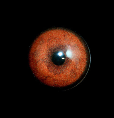 Glass Cheetah Taxidermy Eye - Paxton Gate