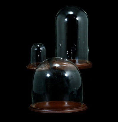 Glass Cloche With Wood Base - Paxton Gate