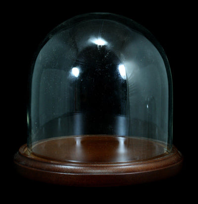 Glass Cloche With Wood Base - Paxton Gate