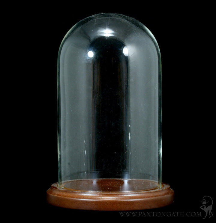7.5in Tall La Boheme Glass Cloche With Wood Base – Jamali Garden
