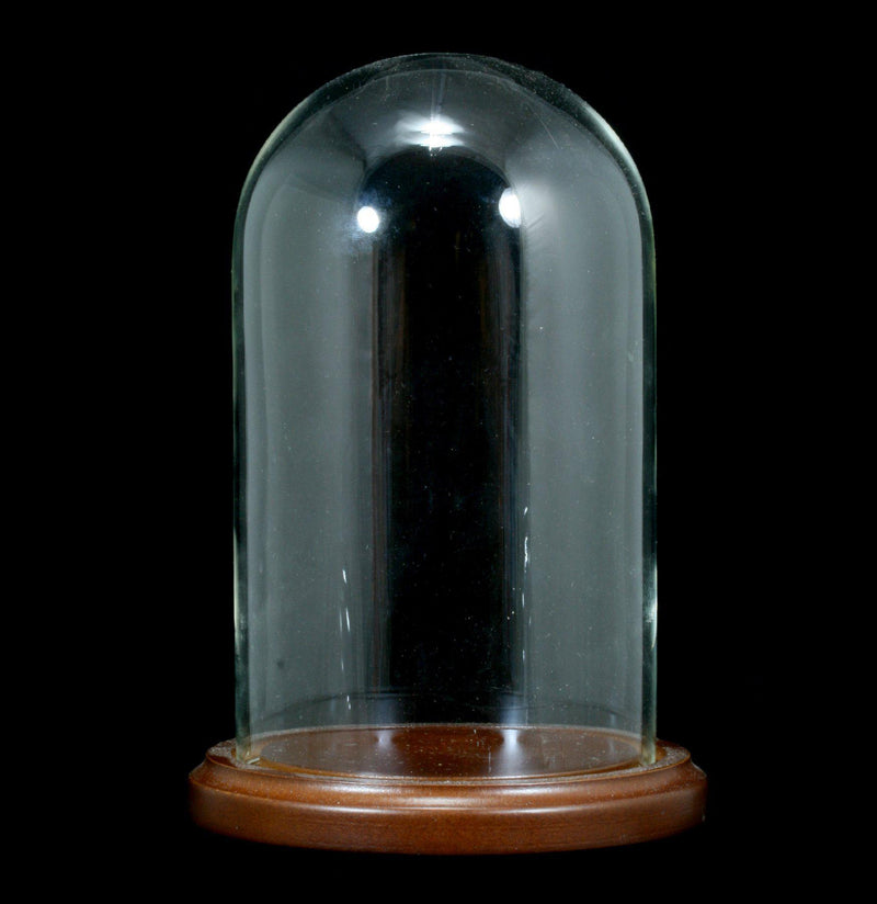 Glass Cloche With Wood Base - Paxton Gate