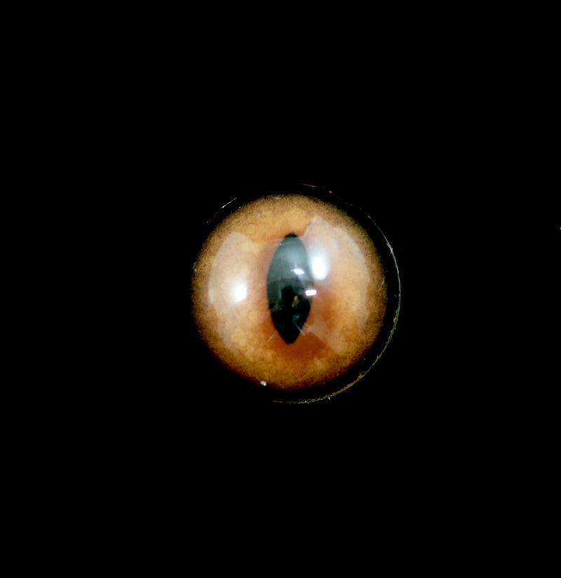 Glass Fox Taxidermy Eye - Paxton Gate