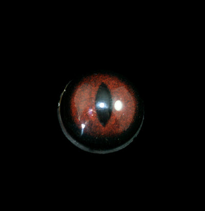Glass Gray Fox Taxidermy Eye - Paxton Gate