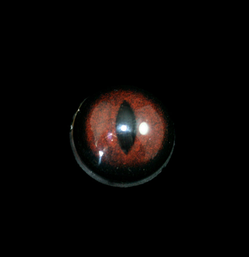 Glass Gray Fox Taxidermy Eye - Paxton Gate